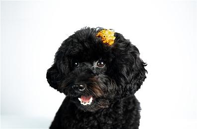 2022暑期高能电玩节 经营模拟《荣耀军营》亮相